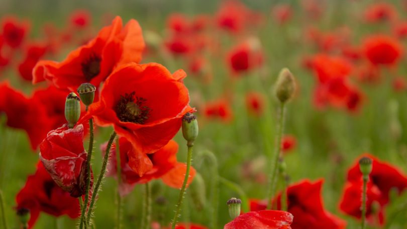 Flowers and Other ways